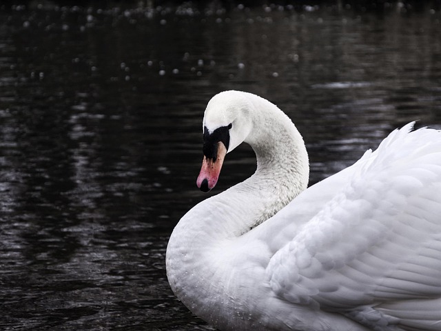 Free Swan Lake photo and picture