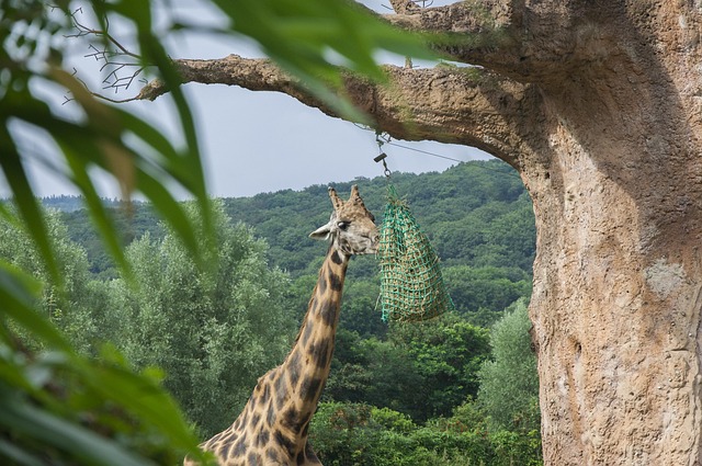 Free Giraffe Zoo photo and picture