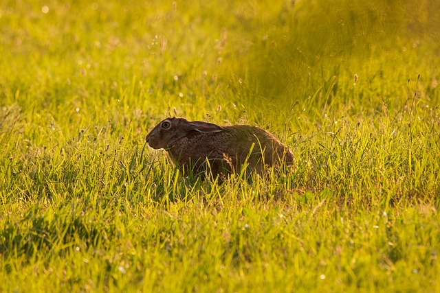 Free Hase Gras photo and picture