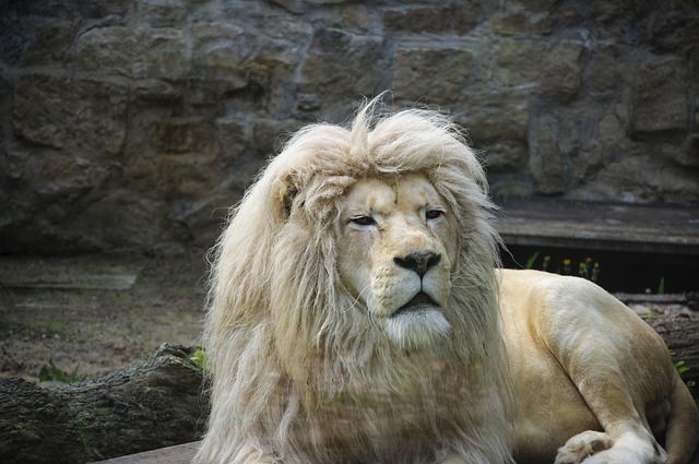 Free Lion Zoo photo and picture
