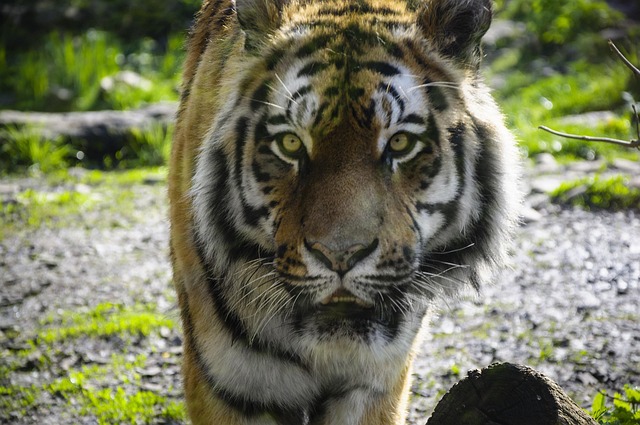 Free Tiger Zoo photo and picture