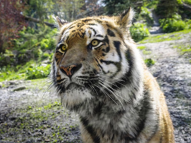 Free Tiger Zoo photo and picture