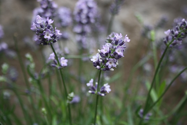 Lavendel, Planten, Groente, Bloesems
