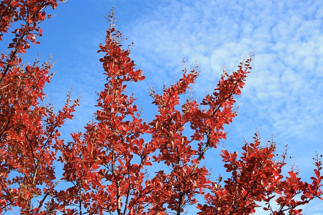 Bladeren, Rood, Val, Natuur