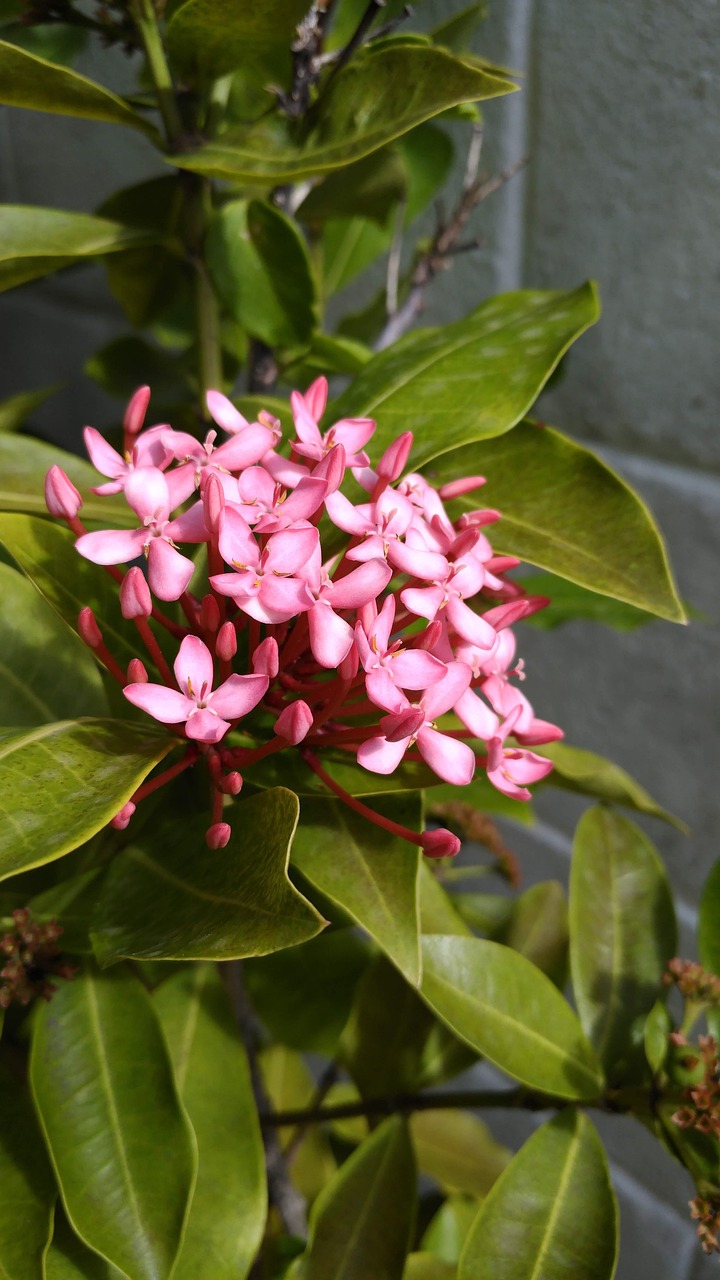 Ixora Flower Pink Tropical - Free photo on Pixabay - Pixabay