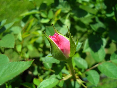 Free Kordana Mini Rose Kordana Rose photo and picture