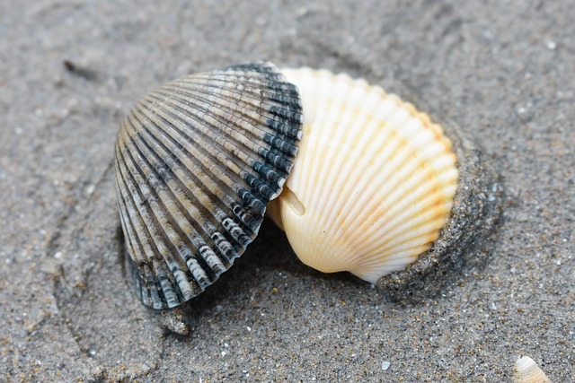 Free Shells Sea photo and picture