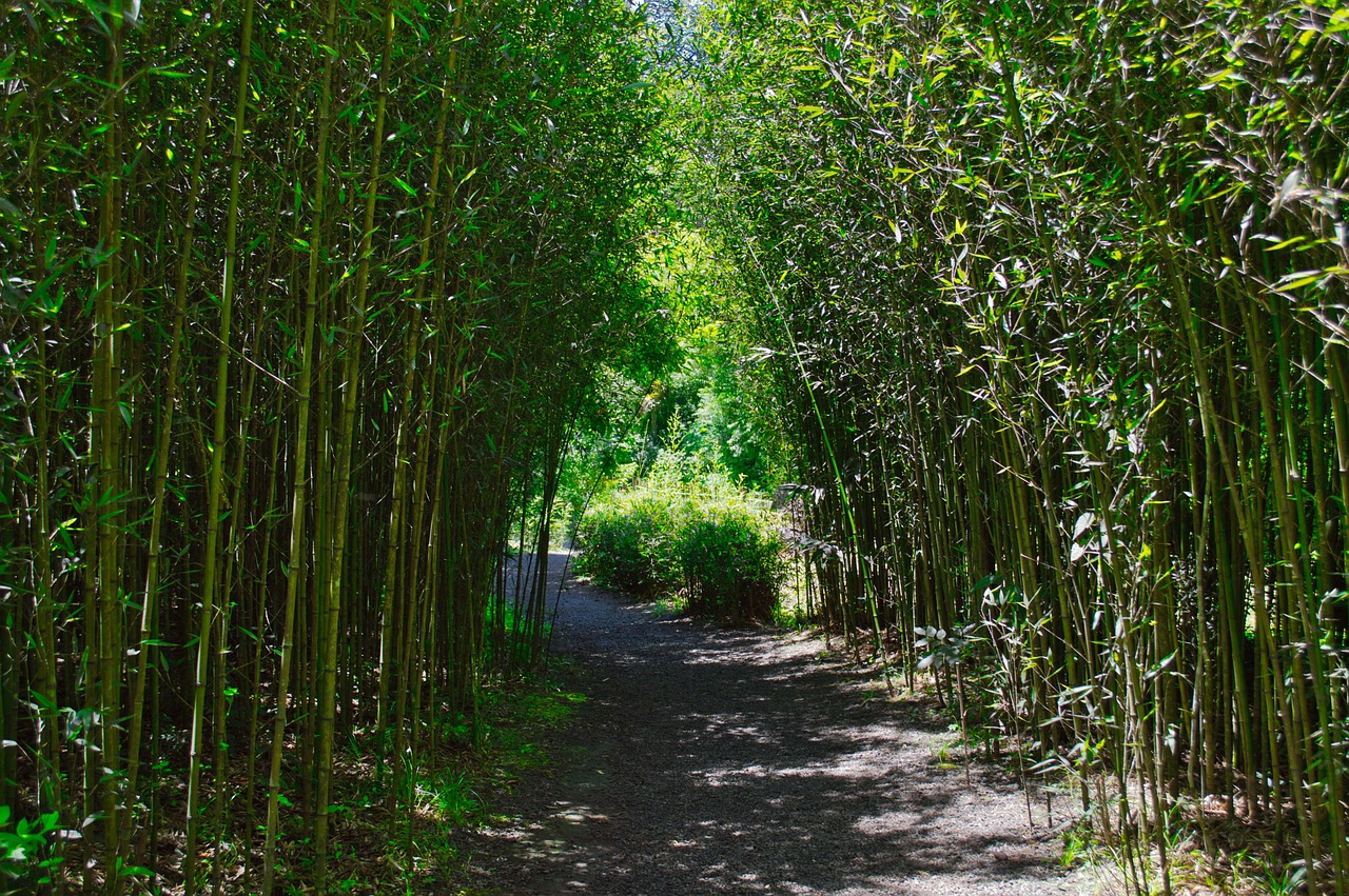 Cartago Costa Rica Weg Bambues - Kostenloses Foto auf Pixabay