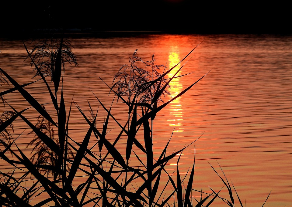 Sunset Reeds Lake Sunset Reeds - Free photo on Pixabay - Pixabay