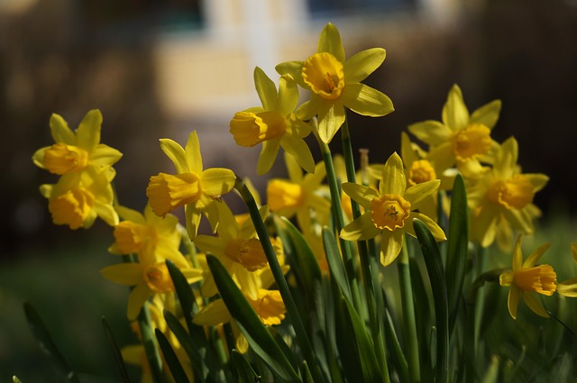 Free Narcissus Daffodil photo and picture