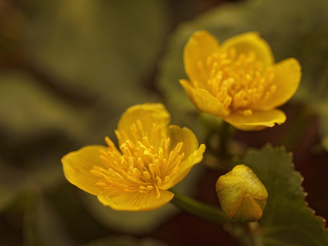 Free Marsh Marigold Golden photo and picture