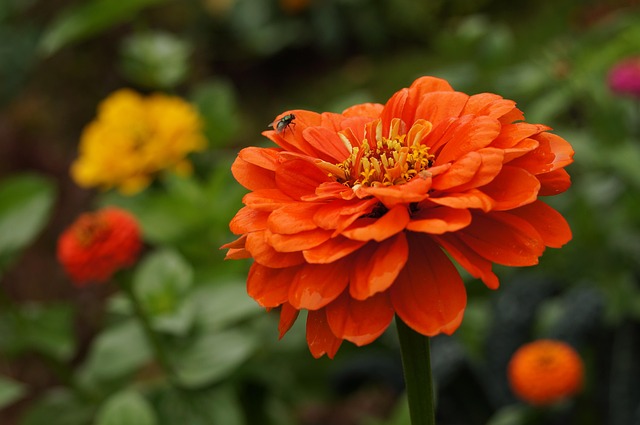 Free Flower Orange photo and picture