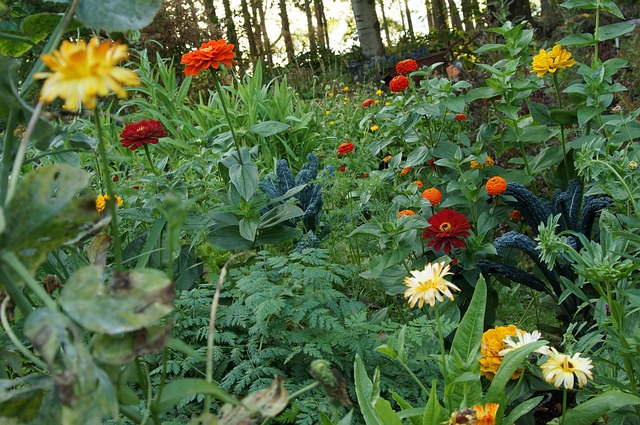 Free Flowers Colorful photo and picture