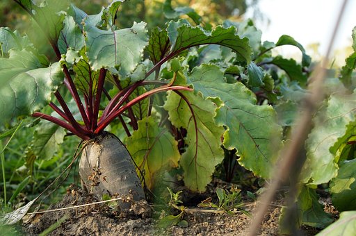 how to do pickled beets
