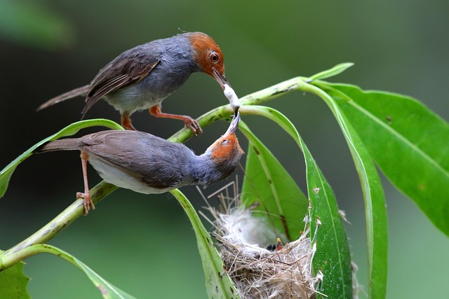 Free Parents Take Care Of Kids Bird photo and picture