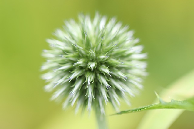Free Ball Thistle Blue Globe Thistle photo and picture