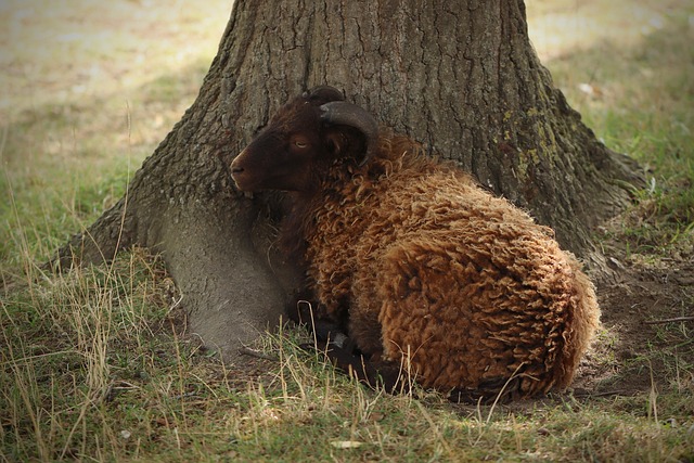 Free Sheep Lamb photo and picture
