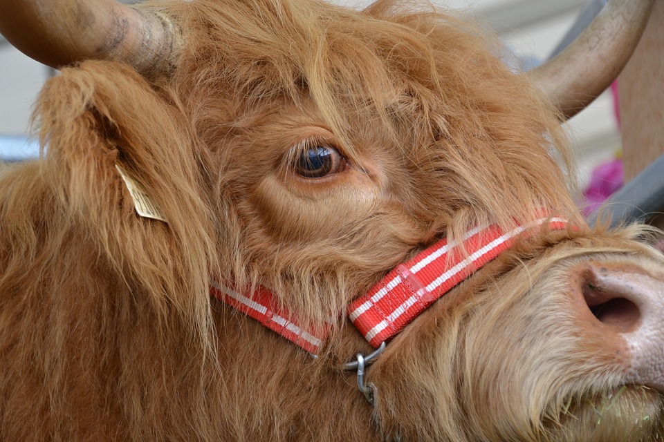 Hewan Dataran Tinggi Daging Sapi Foto Gratis Di Pixabay