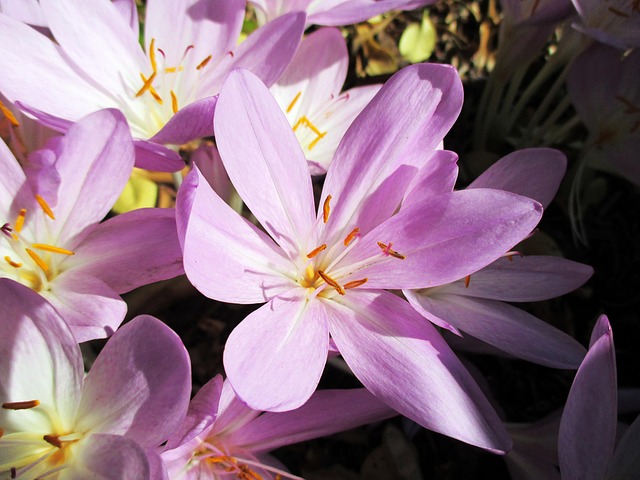Free Crocuses Autumn Timeless photo and picture