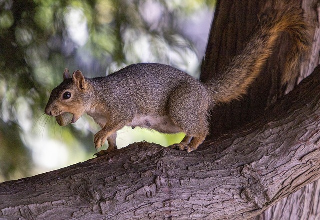Free Squirrel Tree photo and picture