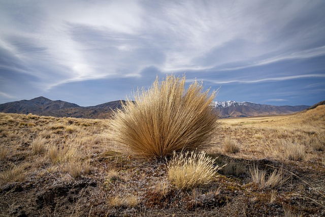 Steppe, Neuseeland, Gras, Marlborough