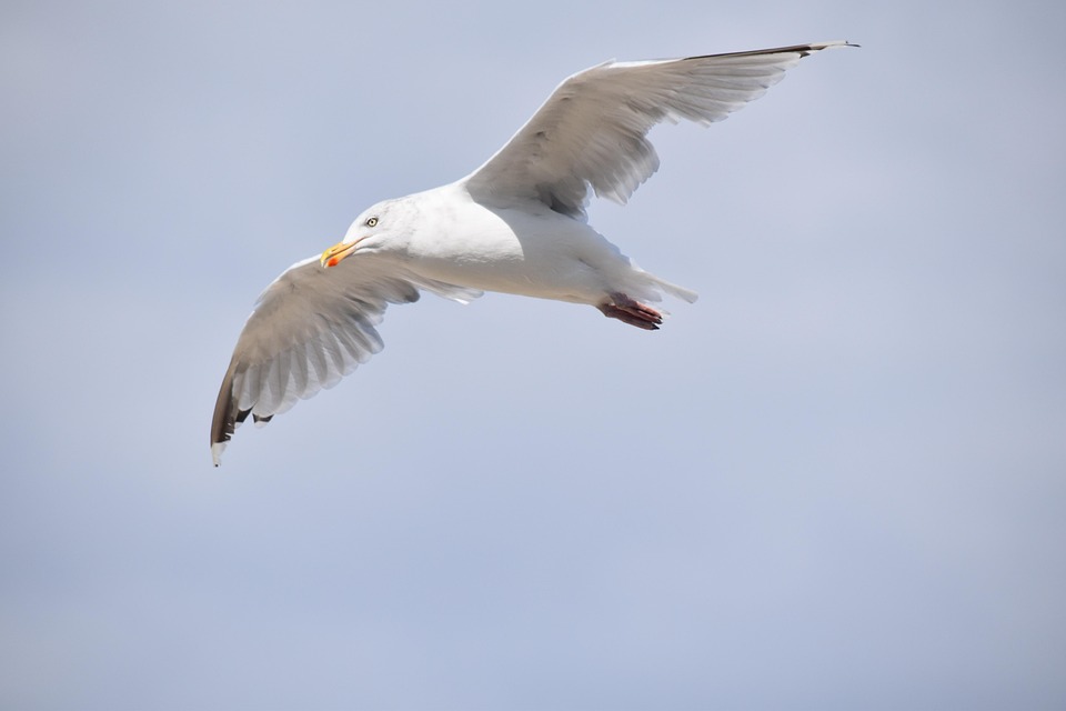 Gull A Species Of Marine Bird Free photo on Pixabay