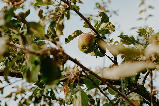 Free Apple Tree photo and picture