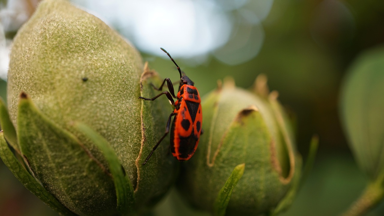 Fire Beetle Hibiscus Bud - Free photo on Pixabay