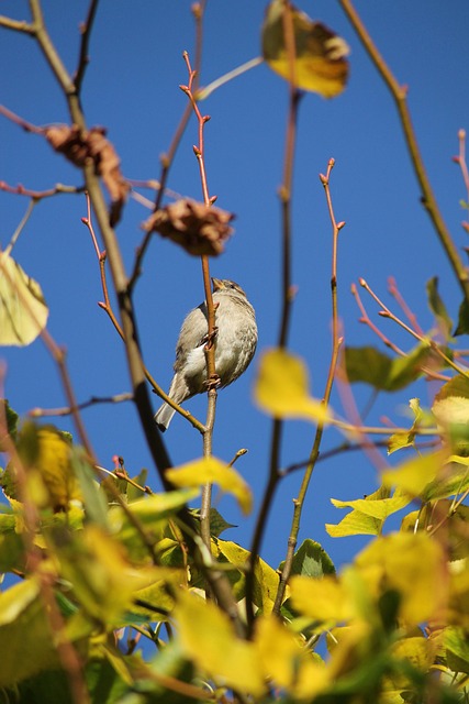 Mus, Vogel, Sperling, Dier, Gevederte