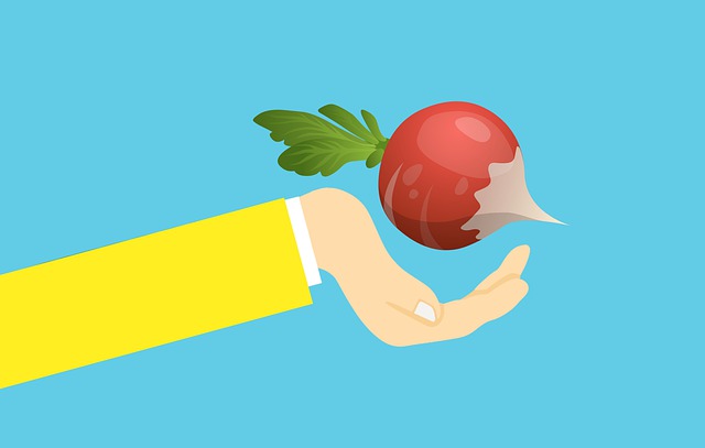 Free radish plant food illustration