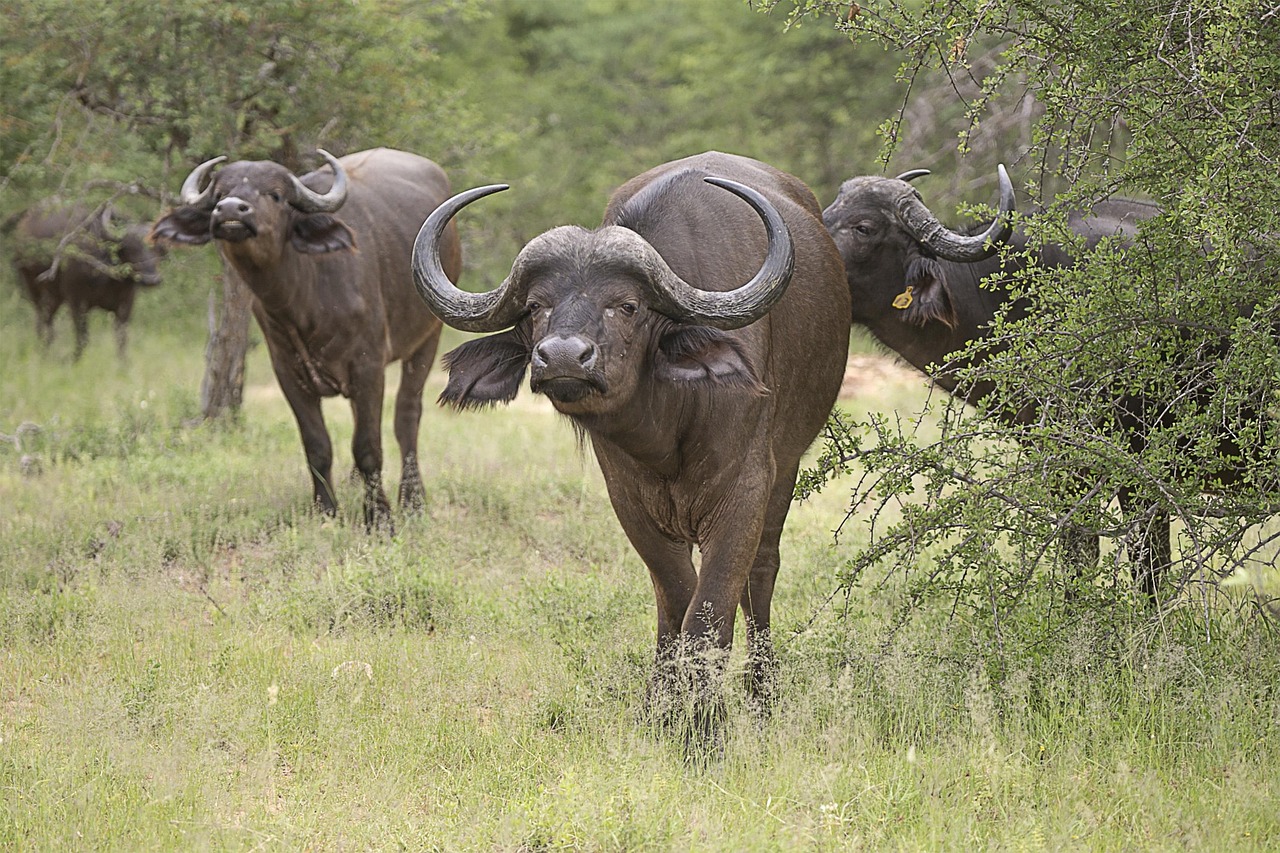 Buffalo Africa Nature Free Photo On Pixabay
