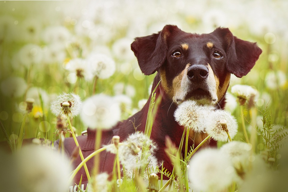 Dog In Dandelions Nature Free photo on Pixabay Pixabay
