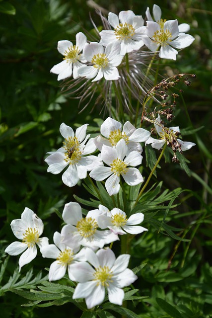 Bjergblomst, Natur, Blomstre
