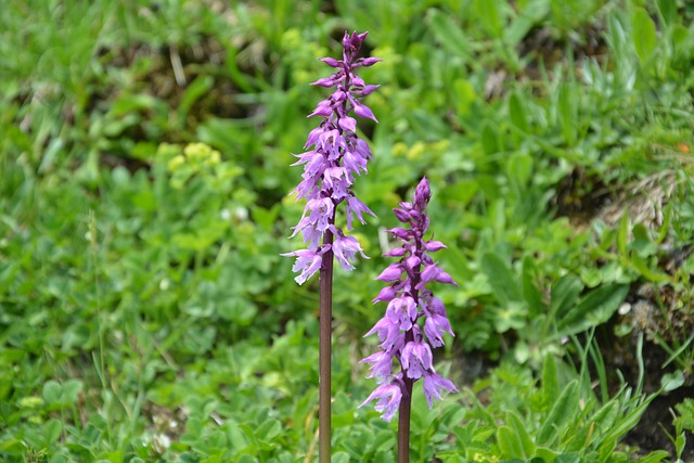 Bjergblomst, Blomstre, Alpine Blomst