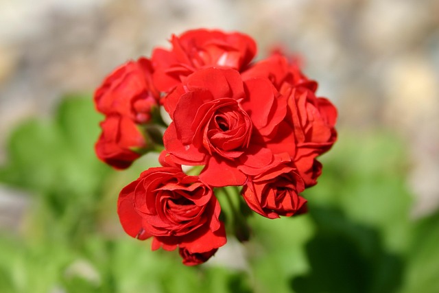 Free Red Rose photo and picture