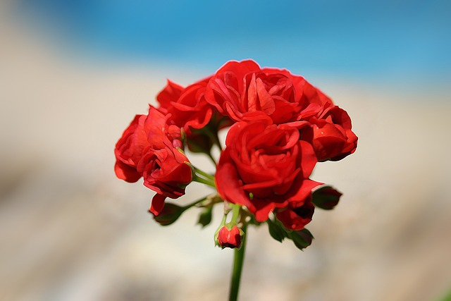 Free Red Rose photo and picture