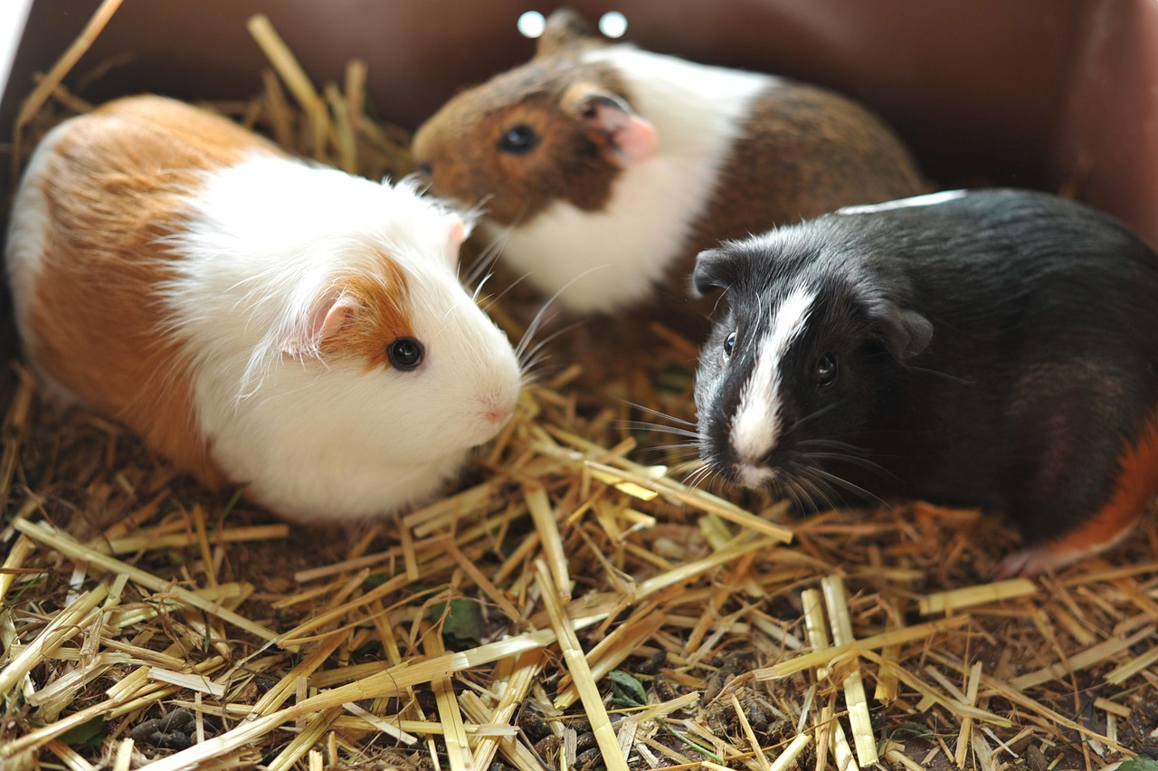 モルモット 動物 家畜 - Pixabayの無料写真 - Pixabay