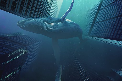 Free Whale Building photo and picture