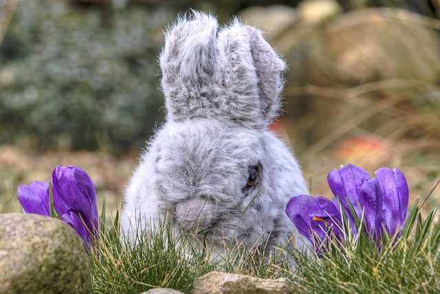 Osterhase, Osterglocken, Frühling, Hase