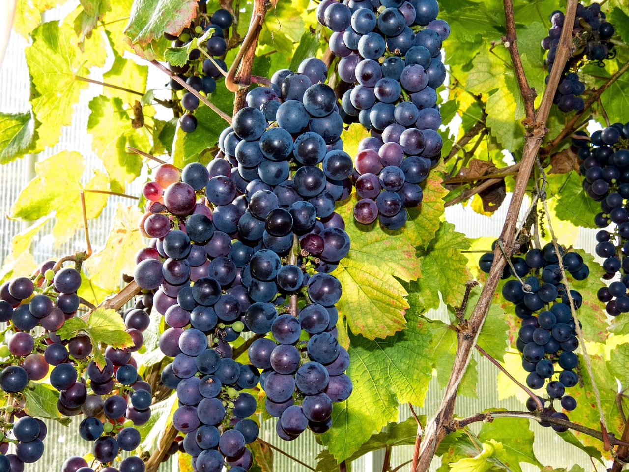 Grape Berries Vitamins Free photo on Pixabay Pixabay