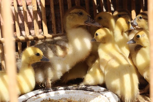 Free Ducks Birds photo and picture