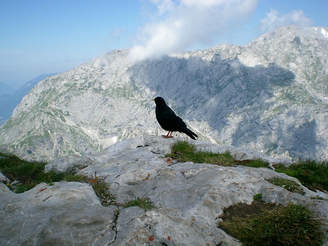 Krähe, Vogel, Dohle, Berg, Hang, Natur