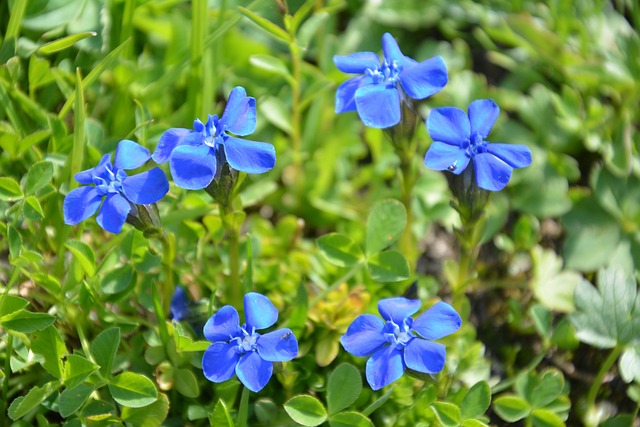 Flora, Alperne, Blomst Baggrund, Natur