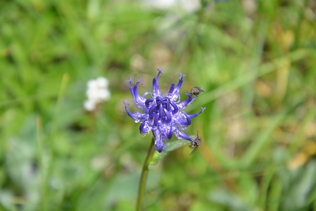 Flora, Blomst Tapet, Blomst Baggrund