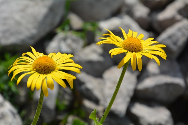 Flora, Alperne, Natur, Blomst Baggrund