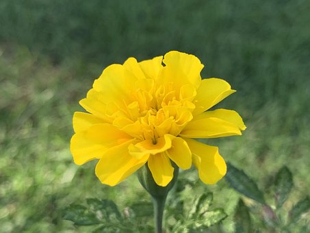 Free Marigold Yellow Marigold photo and picture