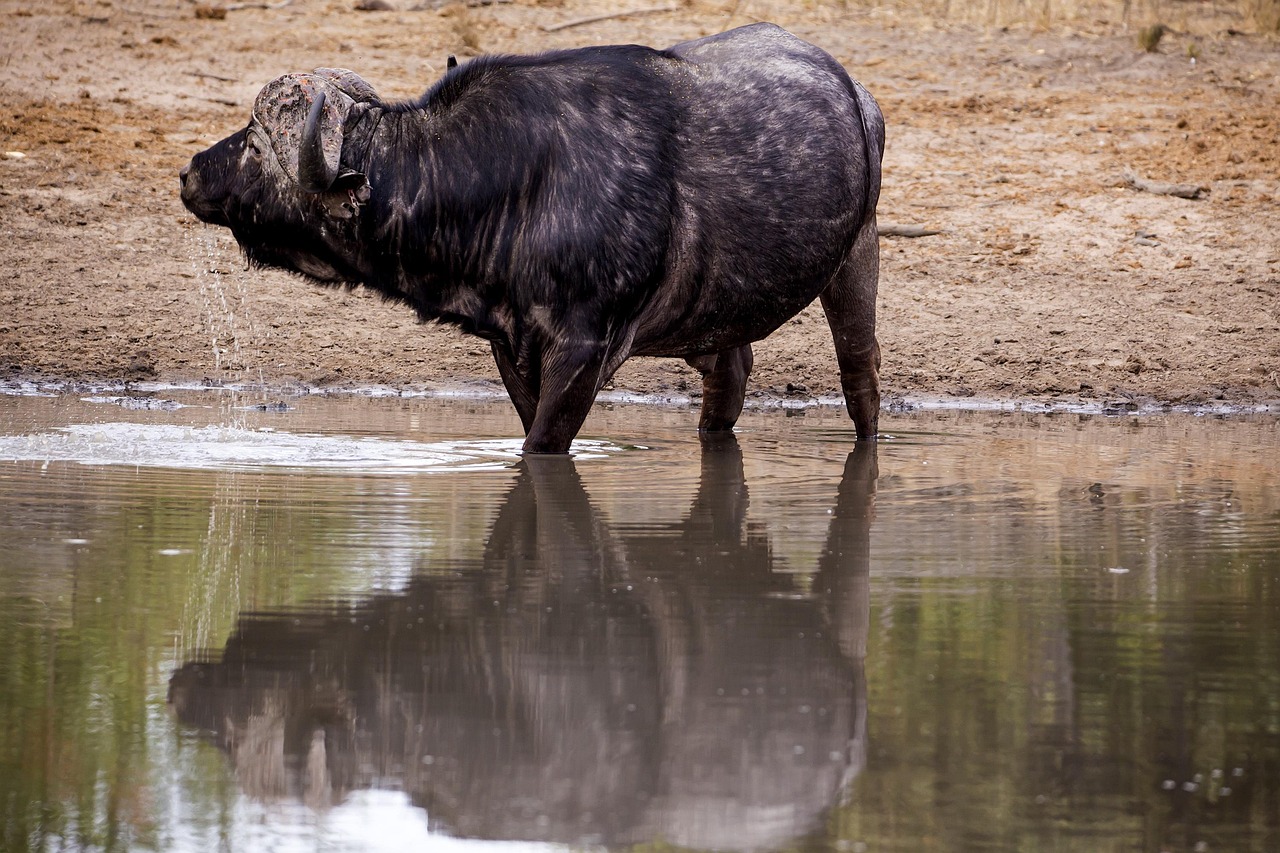 Buffalo - free online jigsaw puzzle photo