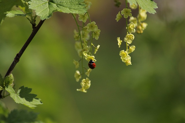 Lieveheersbeestje, Mooie Bloemen, Natuur