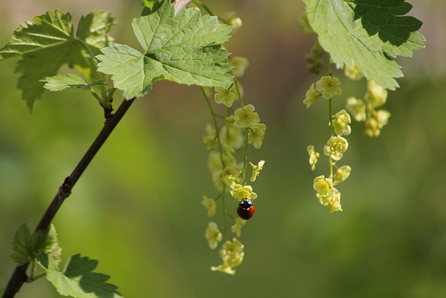 Lieveheersbeestje, Kever, De Lente