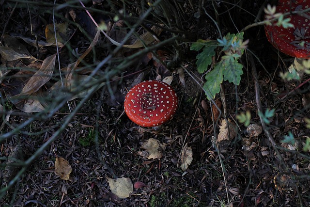 Paddestoel, Paddenstoel, Woud, Bosgrond
